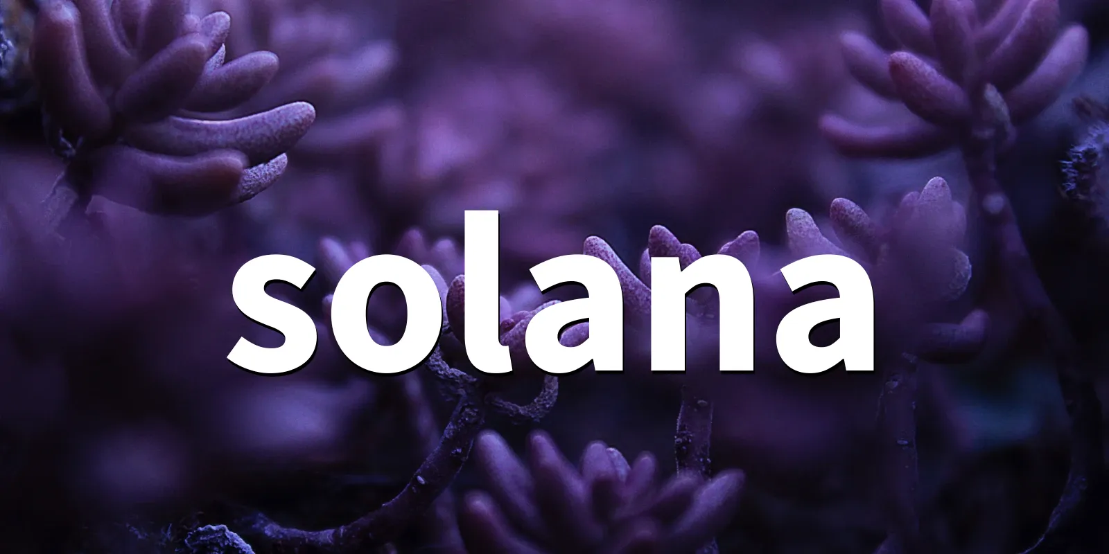 /pkg/s/solana/solana-banner.webp