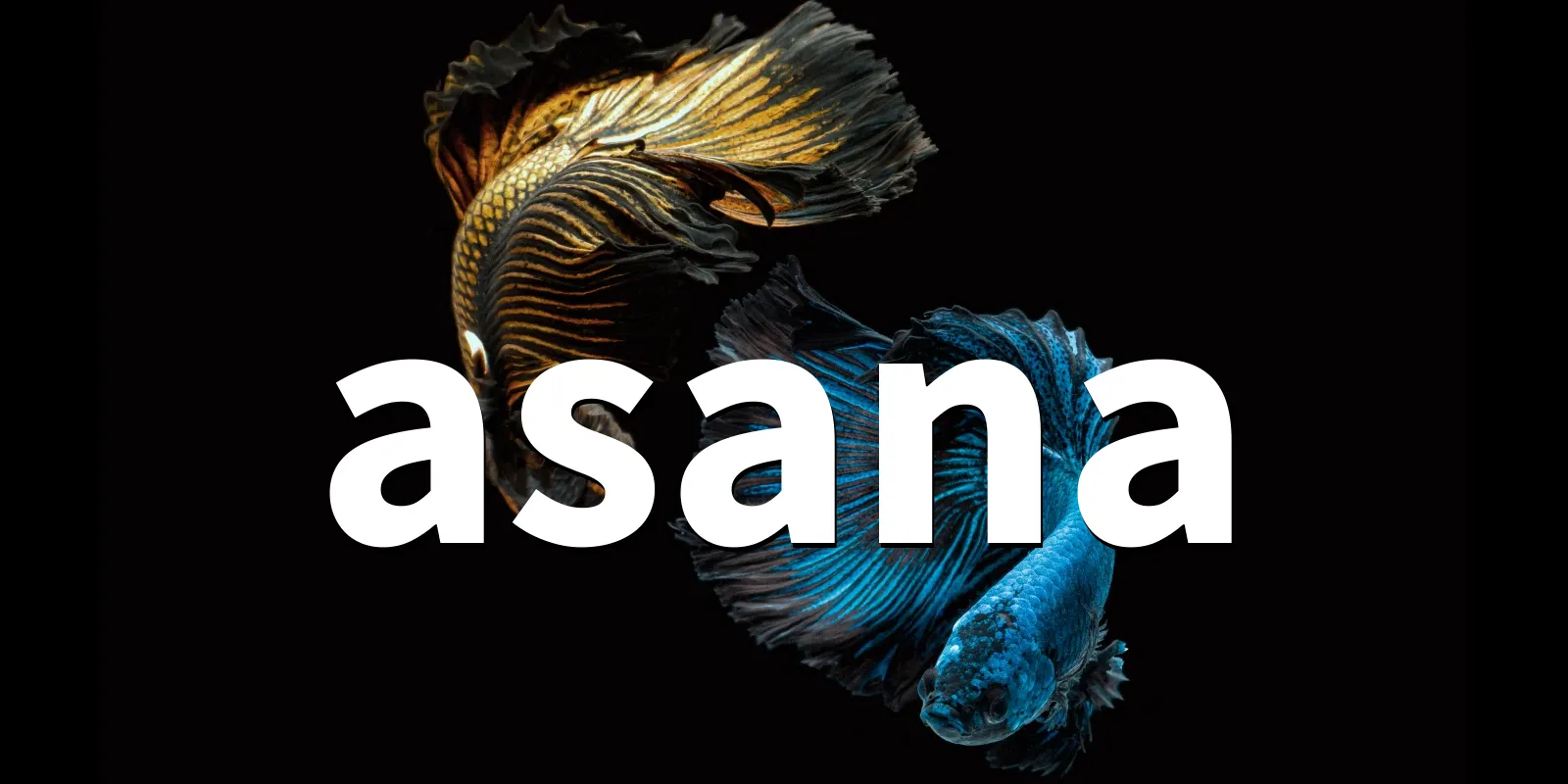 /pkg/a/asana/asana-banner.webp